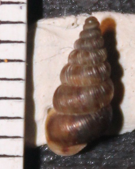 Cochlostoma da identificare